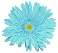 Turquoise gerbera flower, white isolated background with clipping path. Closeup. no shadows. For design. Royalty Free Stock Photo