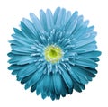 Turquoise gerbera flower on a white isolated background with clipping path. Closeup. no shadows. For design Royalty Free Stock Photo