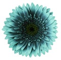 Turquoise gerbera flower, white isolated background with clipping path.   Closeup.  no shadows.  For design. Royalty Free Stock Photo