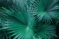 Turquoise green palm leafs on tropical country shoot Royalty Free Stock Photo