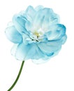 Turquoise jasmine flower isolated on white background. Closeup. Flower on stem. For design.