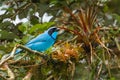 Turquoise Jay Royalty Free Stock Photo