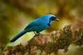 Turquoise jay, Cyanolyca turcosa, detail portrait of beautiful blue bird from tropic forest, Guango, Ecuador. Close-up bill Royalty Free Stock Photo