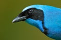 Turquoise jay, Cyanolyca turcosa, detail portrait of beautiful blue bird from tropic forest, Guango, Ecuador. Close-up bill Royalty Free Stock Photo