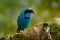 Turquoise jay, Cyanolyca turcosa, detail portrait of beautiful blue bird from tropic forest, Guango, Ecuador. Close-up bill Royalty Free Stock Photo