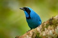 Turquoise jay, Cyanolyca turcosa, detail portrait of beautiful blue bird from tropic forest, Guango, Ecuador. Close-up bill Royalty Free Stock Photo