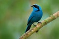 Turquoise jay, Cyanolyca turcosa, detail portrait of beautiful blue bird from tropic forest, Guango, Ecuador. Close-up bill Royalty Free Stock Photo