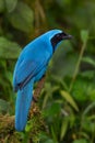 Turquoise Jay - Cyanolyca turcosa Royalty Free Stock Photo