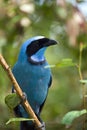 Turquoise Jay - Mindo Cloud Forest - Ecuador Royalty Free Stock Photo