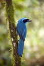 Turquoise Jay - Mindo Cloud Forest - Ecuador Royalty Free Stock Photo
