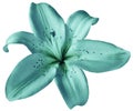 Turquoise lily flower on isolated white background with clipping path. Closeup. no shadows. Royalty Free Stock Photo