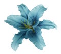 Turquoise lily flower on a white isolated background with clipping path no shadows. For design, texture, borders, frame, backg