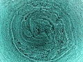 Turquoise macro world texture background Royalty Free Stock Photo