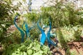 Turquoise Marlins and Floats by artist Dale Chihulyat Kew Gardens.