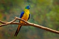 Turquoise parrot, Neophema pulchella, beautiful blue bird from Eastern Australia. PArrot in the nature habitat, sitting on the bra Royalty Free Stock Photo