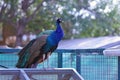 A turquoise peacock sits on a cage and looks around Royalty Free Stock Photo