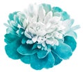 Turquoise peony flower on white isolated background with clipping path. Closeup. Drops of water on the petals. For design. Nat Royalty Free Stock Photo