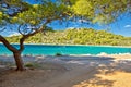Turquoise pine tree beach of Croatia Royalty Free Stock Photo