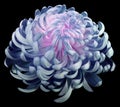 flower Turquoise-pink chrysanthemum. Side view. Motley garden flower. black isolated background with clipping path no shadows. Royalty Free Stock Photo