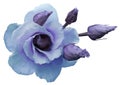 Turquoise-purple rose flower on white isolated background with clipping path. Closeup. Royalty Free Stock Photo