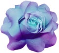 Turquoise-purple rose flower on white isolated background with clipping path. Closeup. Royalty Free Stock Photo