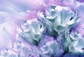 Turquoise and purple tulips flowers on light purple-blue background. Floral spring background. Close-up.