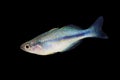Turquoise Rainbow fish Melanotaenia lacustris Blue Rainbowfish Royalty Free Stock Photo