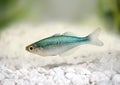 Turquoise Rainbow fish Melanotaenia lacustris Blue Rainbowfish Royalty Free Stock Photo