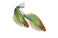 Turquoise Rainbowfish Aquarium Fish Lake Kutubu rainbowfish Melanotaenia lacustris Royalty Free Stock Photo