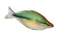 Turquoise Rainbowfish Aquarium Fish Lake Kutubu rainbowfish Melanotaenia lacustris Royalty Free Stock Photo