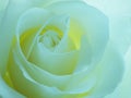 Turquoise Rose Background - Stock Photos Royalty Free Stock Photo