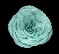 Turquoise rose flower,black isolated background with clipping path. Closeup no shadows.