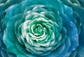 Turquoise rose   flower.  Macro.  Nature Royalty Free Stock Photo