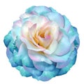 Turquoise  rose flower  on white isolated background with clipping path. Closeup. For design. Royalty Free Stock Photo