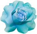 Turquoise rose  flower  on white isolated background with clipping path. Closeup. Royalty Free Stock Photo