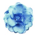 Turquoise rose flower on white isolated background with clipping path no shadows. Rose with drops of water on the petals. Closeu Royalty Free Stock Photo