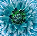 Flower dahlia turquoise. Floral background closeup. Macro. 