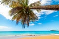 Turquoise sea and palm tree in La Perle beach