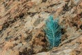 Turquoise sprout of Canarian Pine tree. Colourful lava background. Corona Forestal, south of Tenerife, Canary Island, Spain