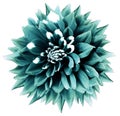 Turquoise-teal flower. White isolated background with clipping path. Nature. Closeup. dahlia.