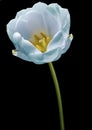 Turquoise tulip flower on the black  isolated background with clipping path. Flower on a stalk.  Nature. Closeup no shadows. Royalty Free Stock Photo