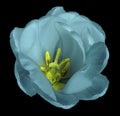 Turquoise tulip flower on isolated black background with clipping path without shadows. Close-up. For design. Royalty Free Stock Photo