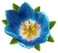 Turquoise tulip flower. white isolated background with clipping path. Closeup. no shadows. For design. Royalty Free Stock Photo