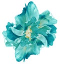 Turquoise   tulip.  Flower on white isolated background with clipping path.  For design.  Closeup. Royalty Free Stock Photo