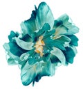 Turquoise   tulip.  Flower on white isolated background with clipping path.  For design.  Closeup. Royalty Free Stock Photo