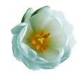 Turquoise tulip flower on a white isolated background with clipping path. Nature. Closeup no shadows. Royalty Free Stock Photo