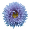 Turquoise-violet flower Aster on a white isolated background with clipping path. Flower for design, texture, postcard, wrapper. Royalty Free Stock Photo