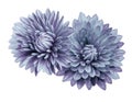 Turquoise-violet flower chrysanthemums; on a white isolated background with clipping path. Closeup. no shadows. For design. Royalty Free Stock Photo