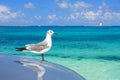 Turquoise waters of the caribbean sea a seagul Royalty Free Stock Photo