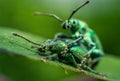 turquoise weevils mate on a leaf, incredible wildlife Royalty Free Stock Photo